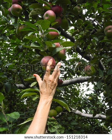 The Senior Woman Reaches For an Apple While on a Trip to the Farm