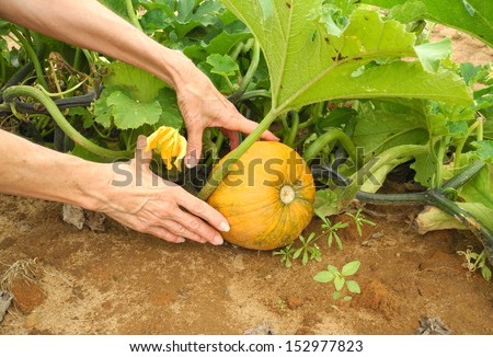 Grandma Selects Her Halloween Pumpkin Grandma will carve her pumpkin for the Trick or Treaters on Halloween.