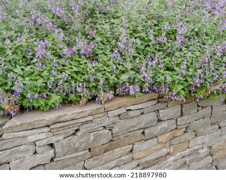 Sage Grows on the Garden Wall Summer sage overflows the garden wall.