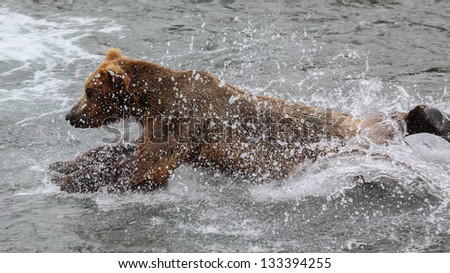 Bear jumping in the water