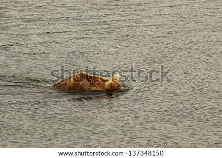 Bear looking under water