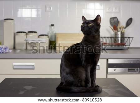 Cat in the house - a black cat sitting on a black table with kitchen desk in the background.