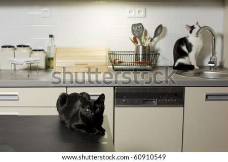 Black and white cats in the kitchen - one at the kitchen table, the other sitting at the sink in the background.