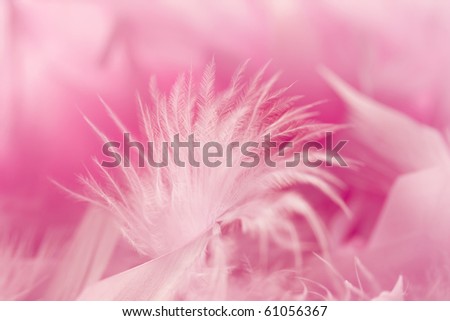 Soft and gentle detail - pink feathers background.