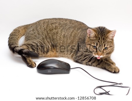 Cat And Computer