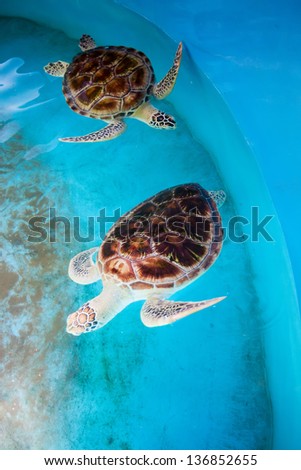 Adult turtles swim in pool of Sea Turtles Conservation Research Project in Bentota south, Sri Lanka