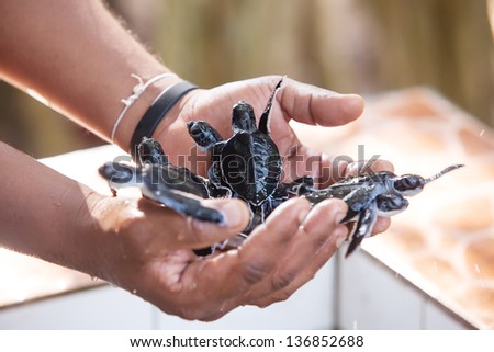 Newly hatched babies turtle in humans hands at Sea Turtles Conservation Research Project in Bentota, Sri Lanka