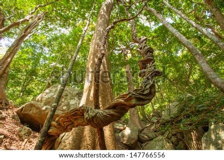 Huge tree with big roots in middle of jungles of Sri Lanka