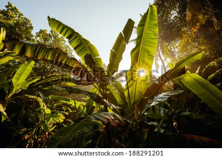 Jungles background during sunrise in Sri Lanka