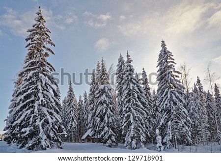 Winter fir-tree forest with snow covered trees and small cabin