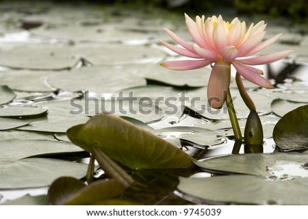 White lily in water pool covered with lily leafs