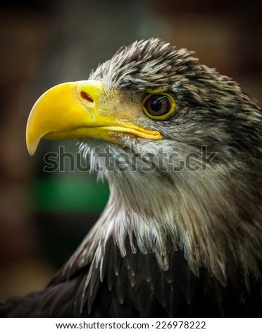 Eagle hunter with sharp eyes