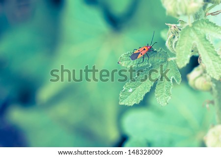 Photo of Man face bug is staying on the green leaf in vintage style