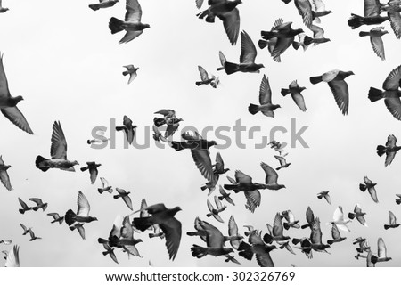 Photo of Black and white Masses Pigeons birds flying in the sky
