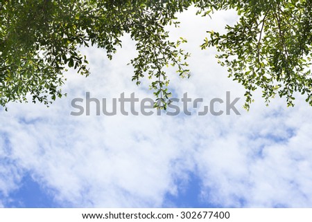 Photo of Green leave  on clear blue sky for background texture