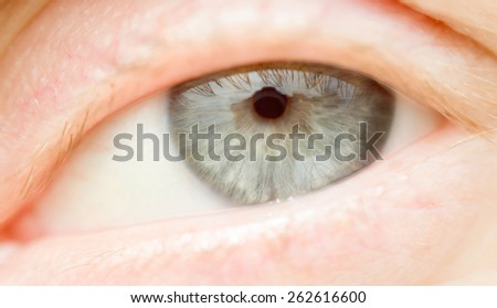 female gray eye macro