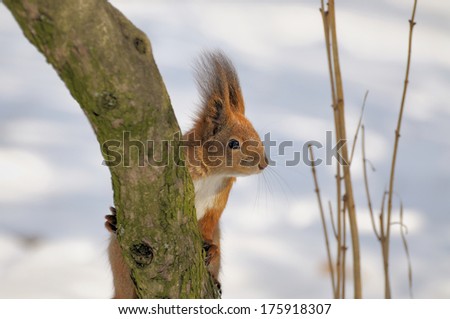 Red squirrel playfully jumps on wood