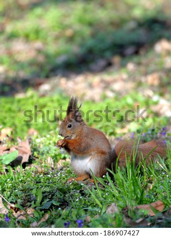 Red forest squirrel playing outdoors.