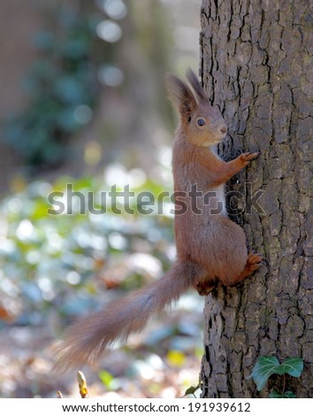Red forest squirrel playing outdoors.