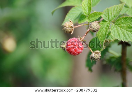 Bush of red raspberries in the summer.