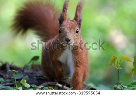 Red squirrel close up portrait