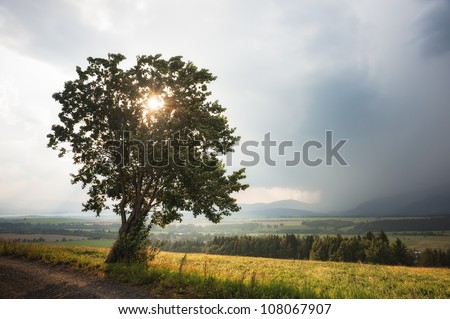sun and tree in summer day with incoming rain