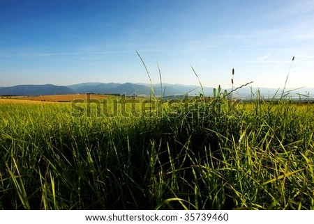 detail of grass on a meadow in evening summer light with field and mountains in background
