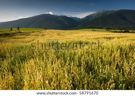 summer scenery with a field, mountains, and a runner