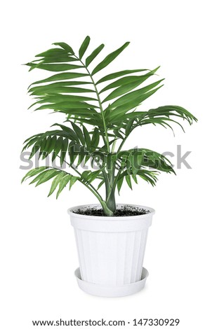 House plant Chamaedorea in a flower pot on a white background