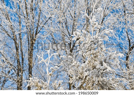 Tree branches covered with white frost, against the clear blue sky