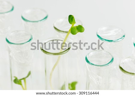 Several glass test-tube with biological material of green plant closeup