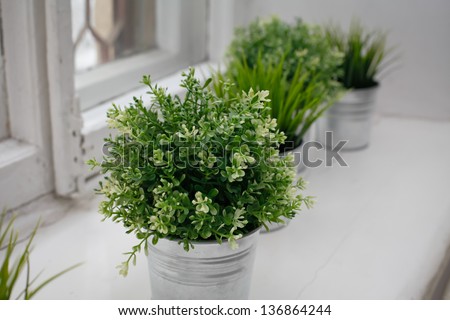 Grass bushes in a pot on windowstill