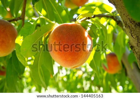 Peach fruit closeup on a branch of tree