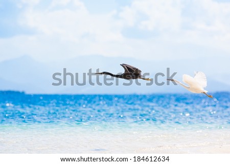 beautiful turquoise sea on the Philippine island and bird