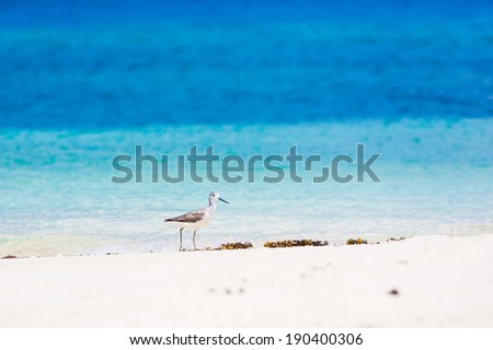 beautiful turquoise sea on the Philippine island and bird