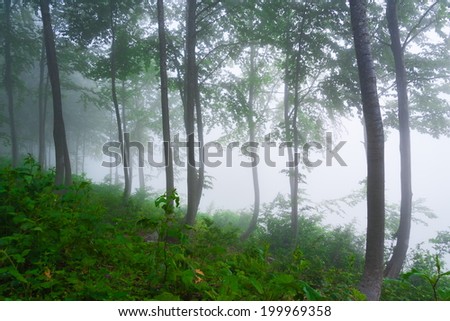beautiful misty forest landscape summer background day