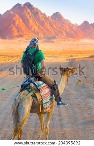 landscape mountains  tour camel Egypt