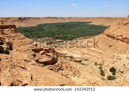 Cultivated fields and palms in Errachidia  Morocco North Africa Africa