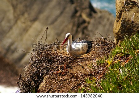 Stork nest at the edge of the cliff, Cabo Sardao, Alentejo, Portugal