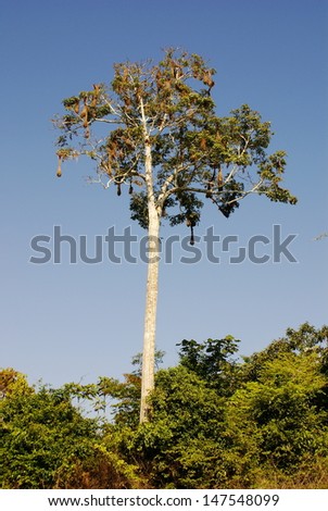 Amazon jungle tree