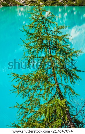 Turquoise Sorapis Lake with Pine Trees and Dolomite Mountains in the Back - Sorapis Circuit, Dolomites, Italy, Europe