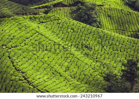 Tea farm at Cameron Highland Malaysia.