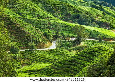 Landscape with tea plantation Cameron highlands, Malaysia