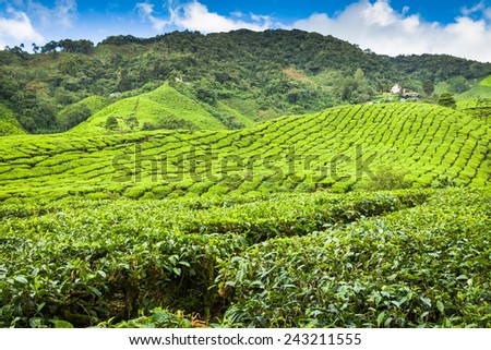 Tea farm at Cameron Highland Malaysia.