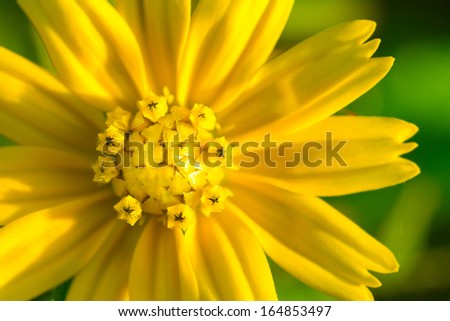 yellow button flower