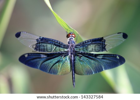 Dragonfly with beautiful wing Dragonfly with beautiful wing