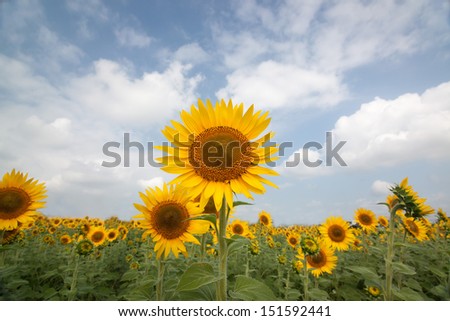 Photographed a sunflower field with a wide-angle lens./Sunflower field