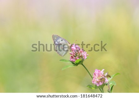 Cabbage butterfly on a red clover