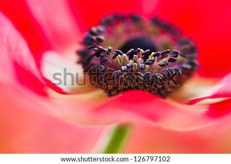 Red Anemone.\
Macro of red anemone flower .\
The whole focus on the stamen, the heart of this beautiful anemone and the vivid red petals just ripple and flow .