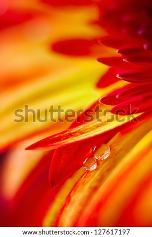 Drops on red yellow gerbera flower.\
Two drops, two colours and two petals of gerbera flower.\
 it needs two to tango .